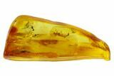 Detailed Fossil Ant, Fly & Springtail In Baltic Amber #120589-3